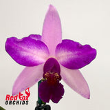 Laeliocattleya Susan Holcombe X Blc. Haw Yuan Beauty 'Hong'