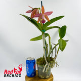Cahuzacara Idyll X Ctt. Deception Drop (4n) 'Red Topaz'