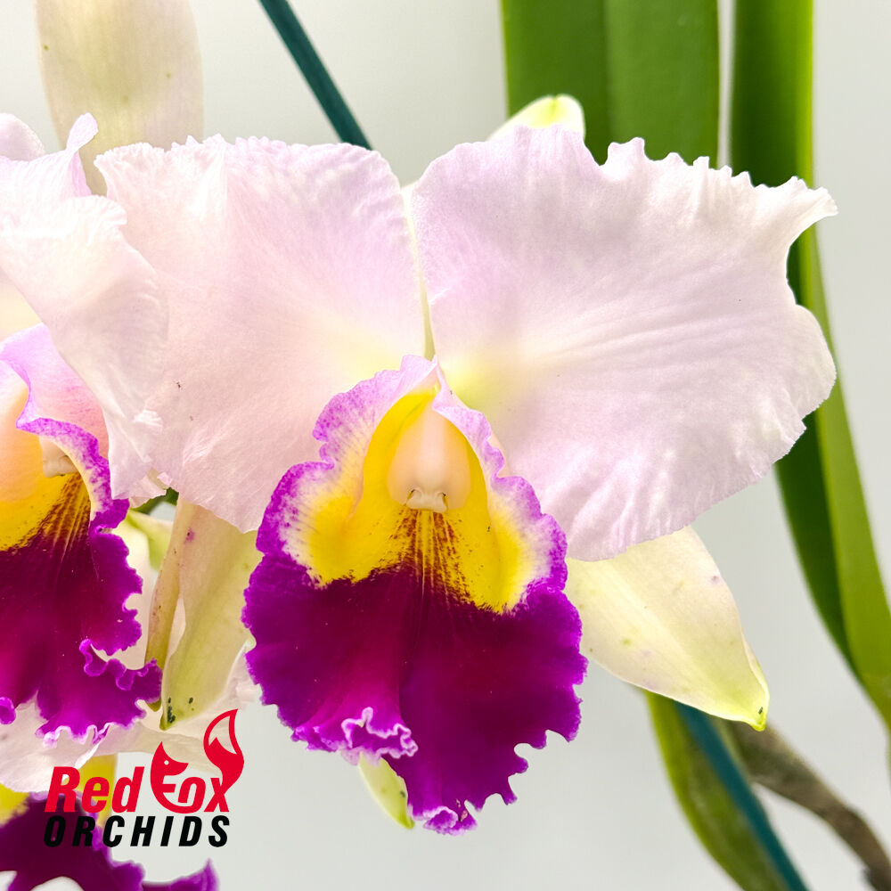Brassolaeliocattleya Goldenzelle 'Tokyo' x Brassolaeliocattleya QOS 80th Anniversary