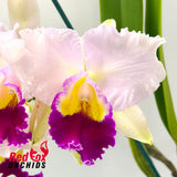 Brassolaeliocattleya Goldenzelle 'Tokyo' x Brassolaeliocattleya QOS 80th Anniversary