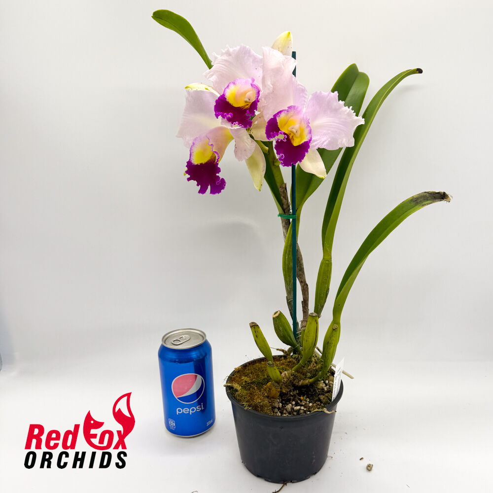 Brassolaeliocattleya Goldenzelle 'Tokyo' x Brassolaeliocattleya QOS 80th Anniversary