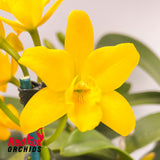 Sophrolaeliocattleya Topaz Exalt 'Perfect Yellow' X Slc. Highland Bauble 'V.G. Yellow'