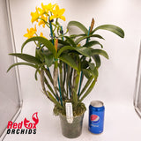 Sophrolaeliocattleya Topaz Exalt 'Perfect Yellow' X Slc. Highland Bauble 'V.G. Yellow'