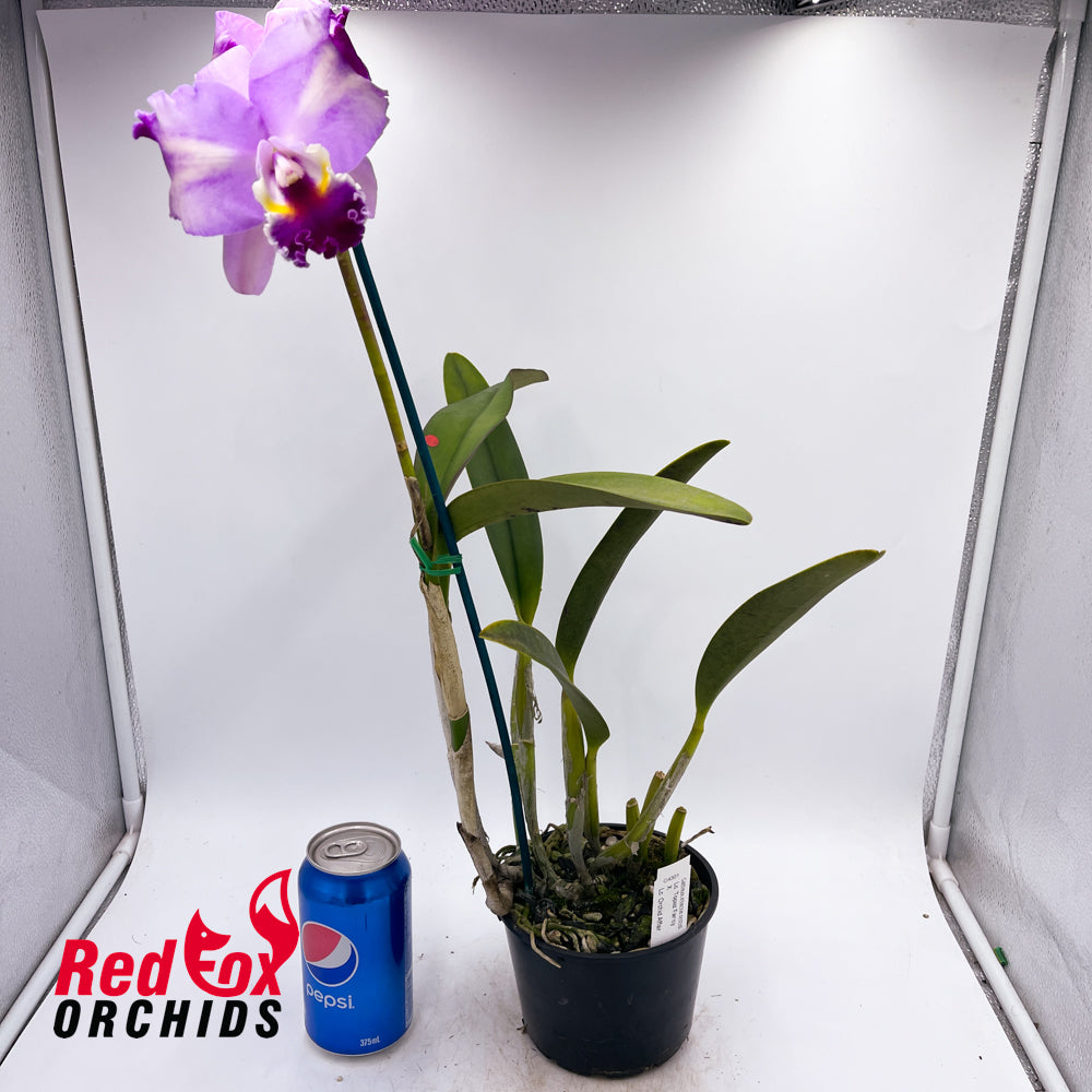 Laeliocattleya Topaz Fancy x Laeliocattleya Orchid Affair