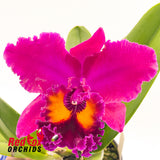Brassolaeliocattleya Sunstate's Camp Fire