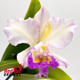 Brassocattleya Charm 'Carmela' x Rhyncholaeliocattleya Roy Maidment 'Good Yellow'