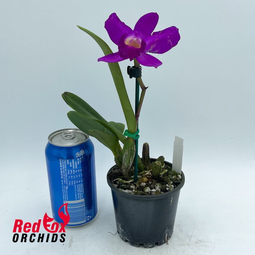 Brassolaeliocattleya (Dal's Reward X Lulu (4n)) 'Round Dark' X Pot. Hsinying Dream 'Violet Queen'