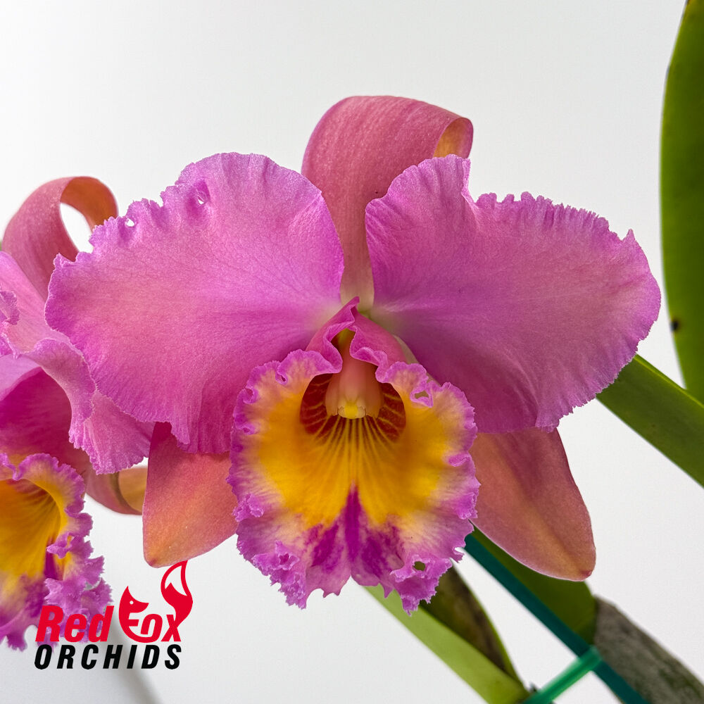Brassolaeliocattleya George King 'Southern Cross' x Brunswick Gem 'Coral'