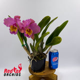 Brassolaeliocattleya George King 'Southern Cross' x Brunswick Gem 'Coral'