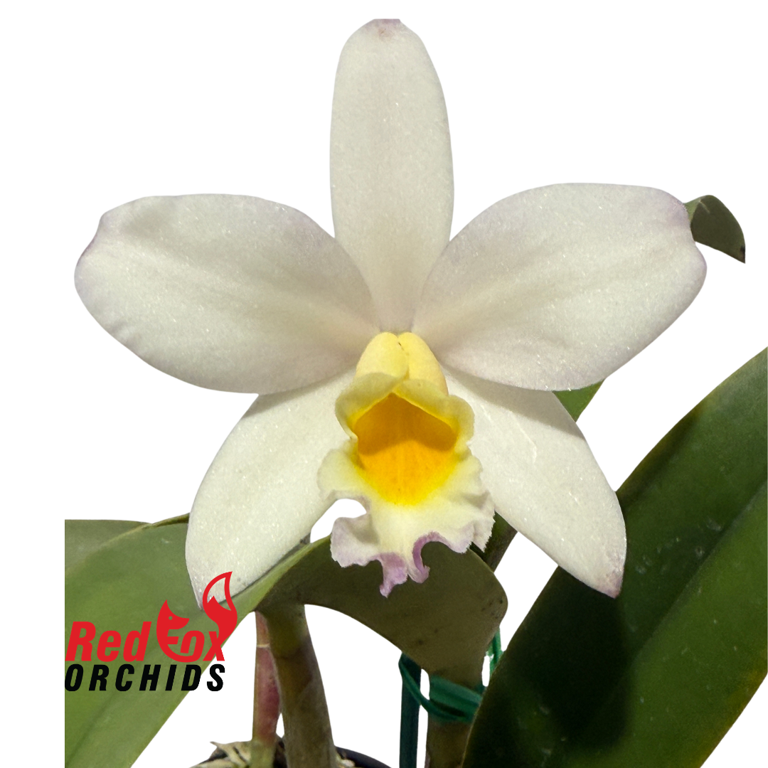 Brassolaeliocattleya Topaz Suitor