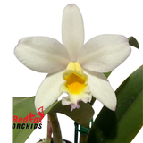 Brassolaeliocattleya Topaz Suitor