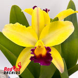 Brassolaeliocattleya Topaz Impact (VG Yellow & Purple) X Blc. (California Girl X Susan Holcombe)