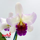 Brassolaeliocattleya Love Sound 'Dogashima' X Lc. Supersonic 'Striking Lip'