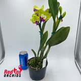 Brassolaeliocattleya Deception Grace 'VG Copper' X Blc. Golden Reign