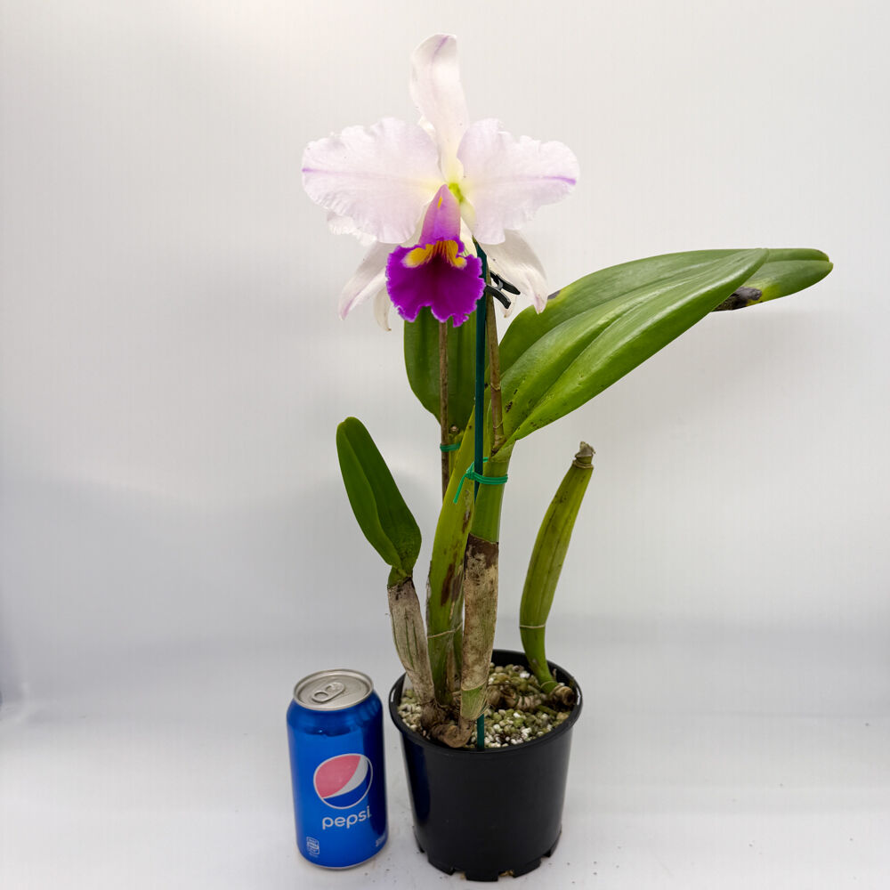 Brassolaeliocattleya QOS 80th Anniversary x Memoria Anna Balmores 'Convex'