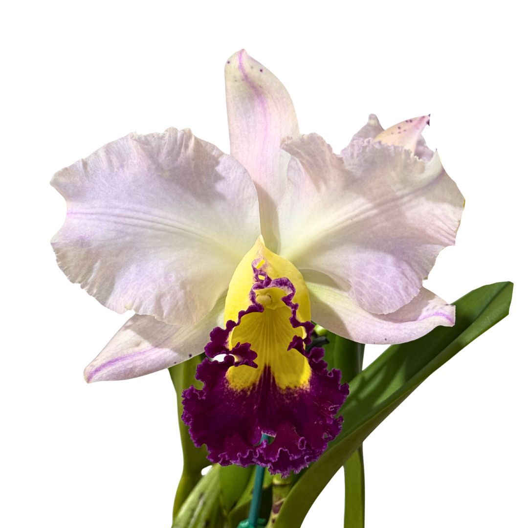 Rhyncholaeliocattleya California Girl 'Orchid Library' X Rlc. Deception Peak