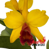 Brassolaeliocattleya Love Sound 'Sayuri Iguchi' X (Lc. Mari's Song X Pot. Hawaiian Landmark) 'V.G. Wine Splash'