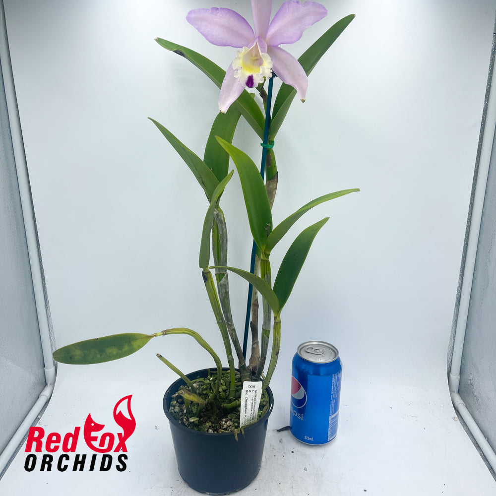 Cattleya intermedia 814 'Giant Splash' X Blc. Deception Kokoda