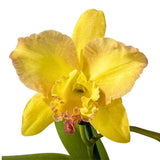 Brassolaeliocattleya Love Sound 'Dogashima' x Pot. Free Horizon 'Lemon Delicious'