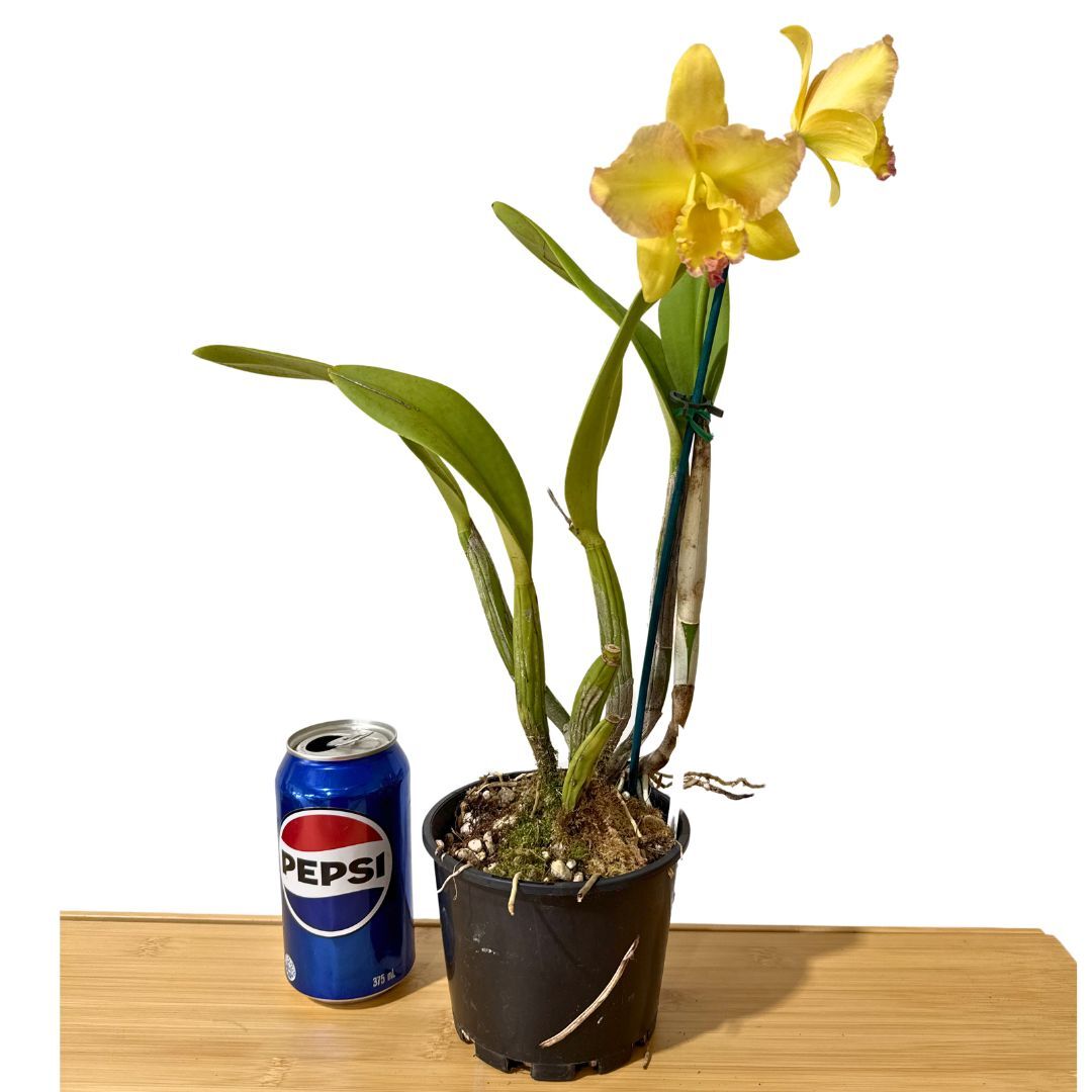 Brassolaeliocattleya Love Sound 'Dogashima' x Pot. Free Horizon 'Lemon Delicious'