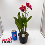 Cattleya Topaz Acclaim [C. (crispata X (Landate X milleri))] 'Big Full Tall Dark'X Blc. Fuchs Orange Nuggett 'Bette'