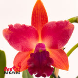 Cattleya Topaz Acclaim [C. (crispata X (Landate X milleri))] 'Big Full Tall Dark'X Blc. Fuchs Orange Nuggett 'Bette'