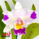 Brassolaeliocattleya QOS 80th Anniversary 'Super Splash' near SA pot X George King 'Southern Cross'