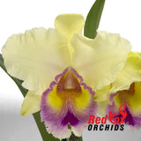 Brassolaeliocattleya Topaz Classic 'VG Full Yellow' X Sc. Dal's Tradition 'Moonshine'