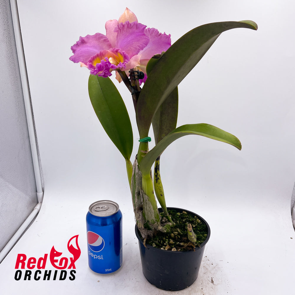 Brassolaeliocattleya Dream Trader 'Uranus' X Blc. Burdekin Lightning 'Gold Strike'