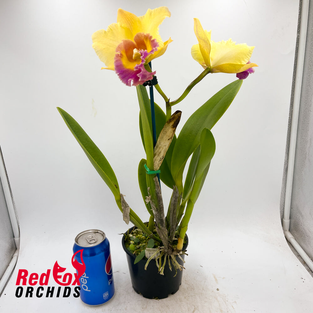 Brassolaeliocattleya Home Hill 'Majestic' X Blc. Burdekin Lightning 'Gold Strike'