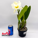 Brassolaeliocattleya California Girl 'OrchidLibrary' X Blc. Roy Maidment