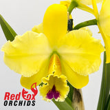 Brassolaeliocattleya Topaz Impact x George King 'Southern Cross'