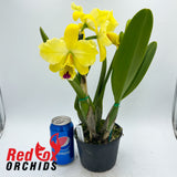 Brassolaeliocattleya Topaz Impact x George King 'Southern Cross'