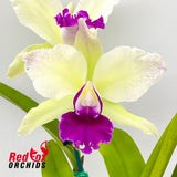 Potinara (Jungle Queen X Love Call) X Blc. Golden Reign