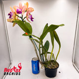 Brassolaeliocattleya Deception Grace x Sophrolaeliocattleya Jungle Hotspot