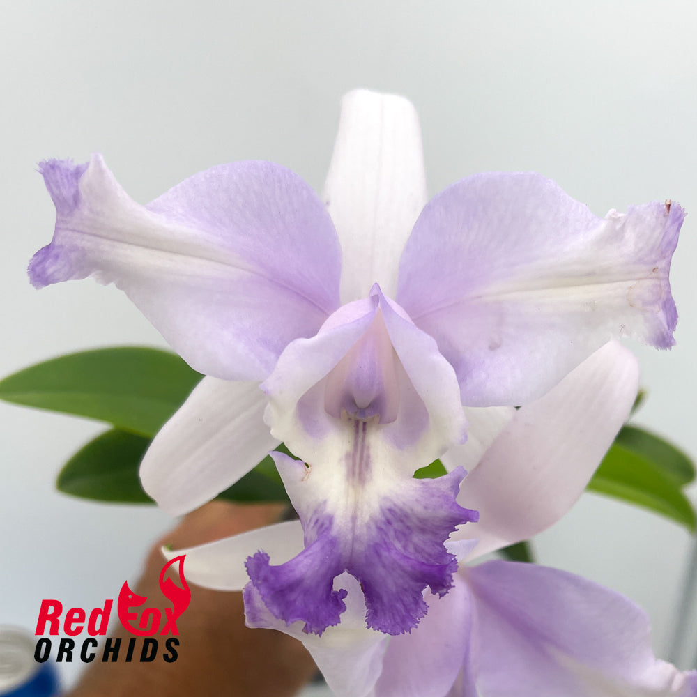 Cattleya intermedia 'Best Wide Pansy' X C. Betsy's Azure Sea 'VG coerulea'