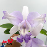 Cattleya intermedia 'Best Wide Pansy' X C. Betsy's Azure Sea 'VG coerulea'