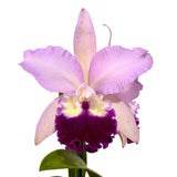 Cattleya Horace X Blc. Marg Putman (4n)