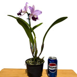 Cattleya Horace X Blc. Marg Putman (4n)