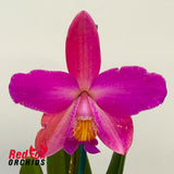 Cattleya Topaz Acclaim [CLM]) 'Big Full Tall Dark' X Blc. Rosella's Lovely Sunset 'All Dark Coral'