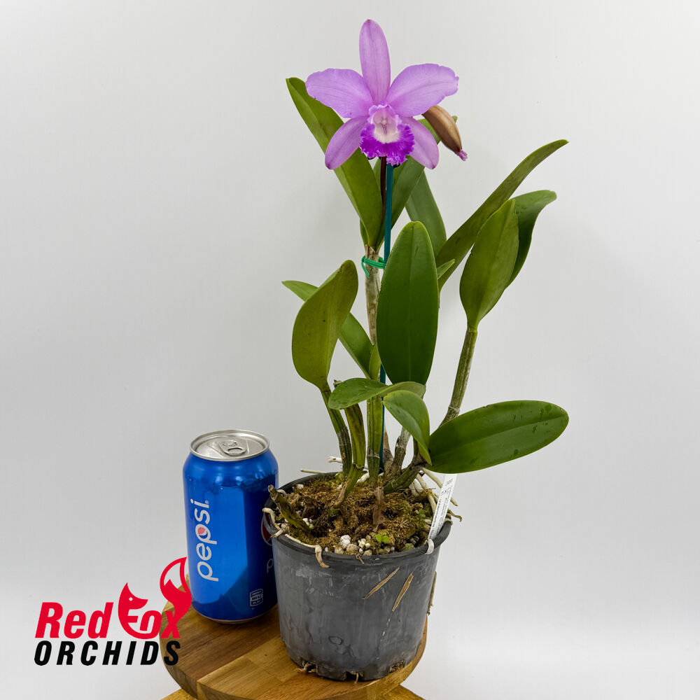 Laeliocattleya Aussie Sunset X C. intermedia