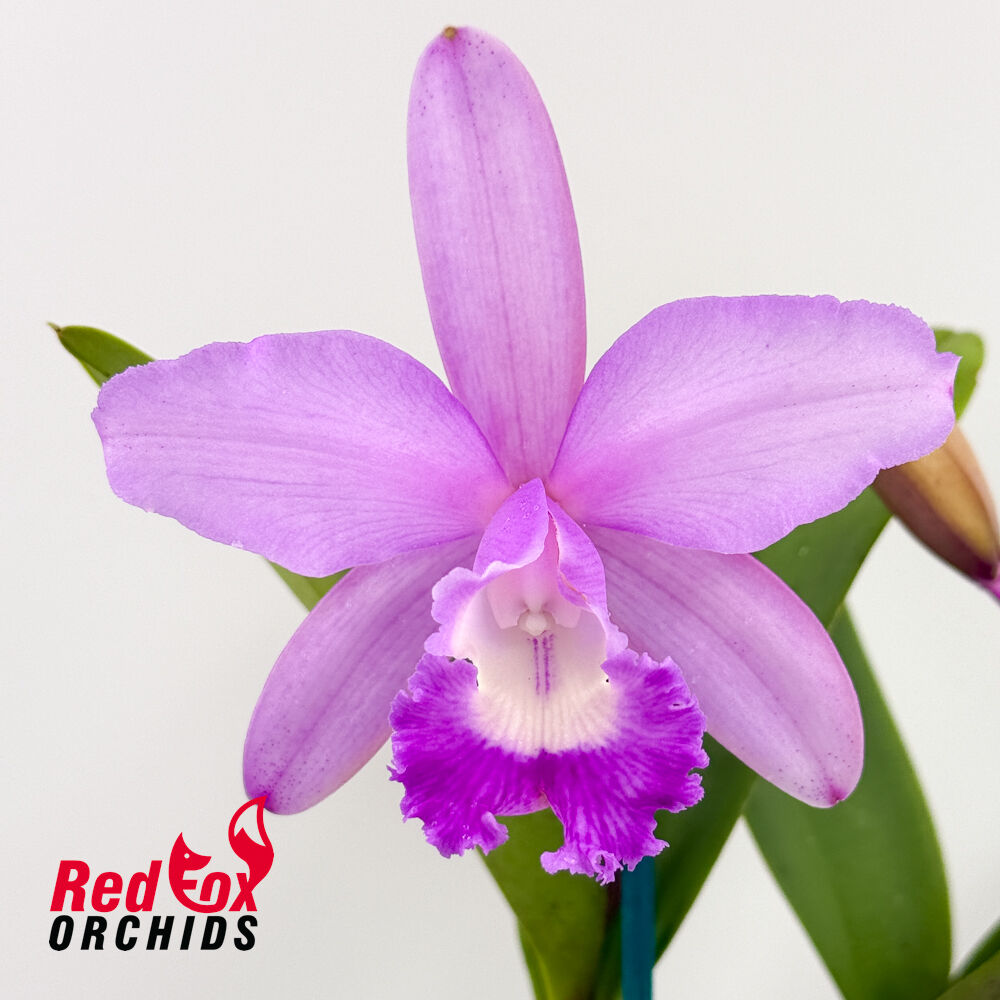 Laeliocattleya Aussie Sunset X C. intermedia