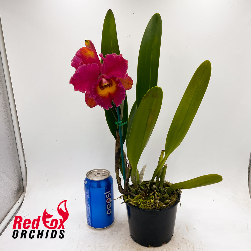 Brassolaeliocattleya Village Chief Topaz 'Shin Shiang Gold' X Blc. Burdekin Midnight 'Midnight Magic'