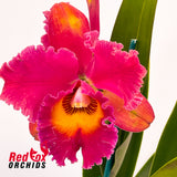 Brassolaeliocattleya Village Chief Topaz 'Shin Shiang Gold' X Blc. Burdekin Midnight 'Midnight Magic'