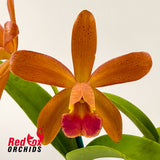 Cattleya Chocolate Drop 'Garcia' (4n) x Sophrolaeliocattleya Jungle Hotspot