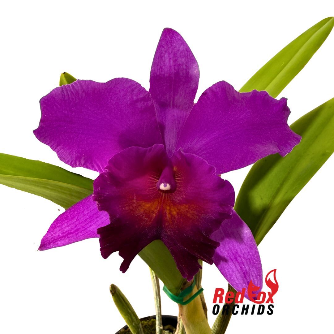 Cattleya Orchid - Brassolaeliocattleya Deception Canyon X Blc. (Bryce Canyon X Narooma)