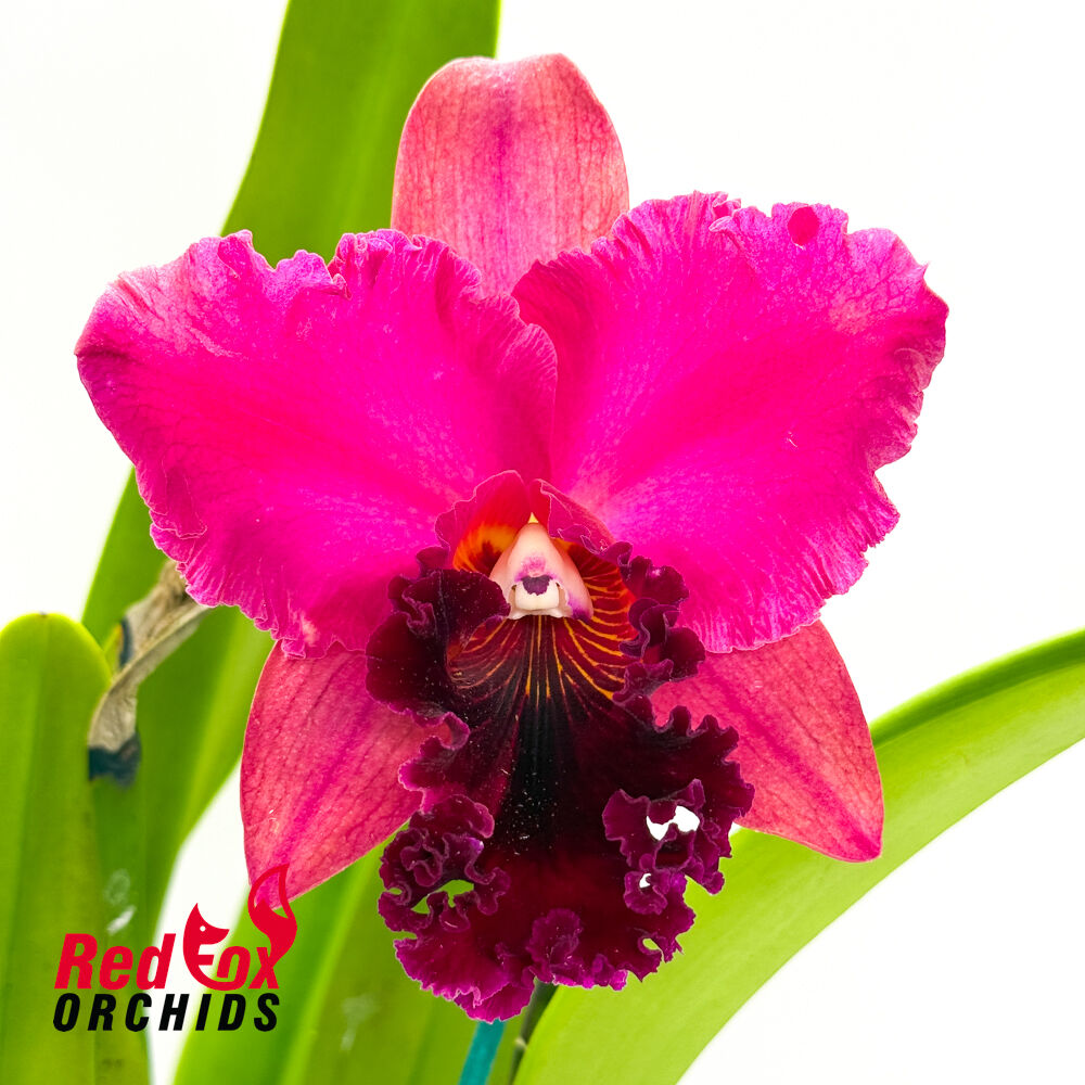 Brassolaeliocattleya Glenn Maidment 'Southern Cross' x Potinara Caroline Splendor 'Ken'