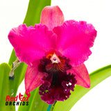 Brassolaeliocattleya Glenn Maidment 'Southern Cross' x Potinara Caroline Splendor 'Ken'