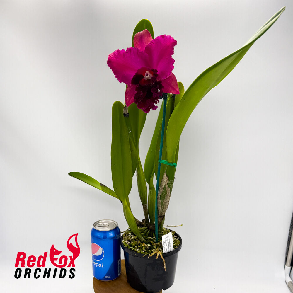Brassolaeliocattleya Glenn Maidment 'Southern Cross' x Potinara Caroline Splendor 'Ken'