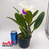 Brassolaeliocattleya California Girl 'Orchid Library' x Mem. Anna Balmores 'Convex'